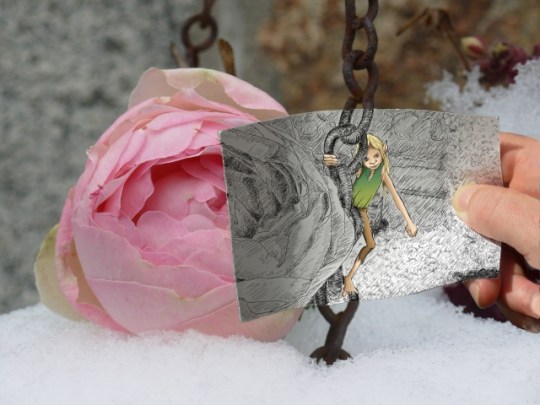 Rose de noël