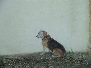 Mon chien leo